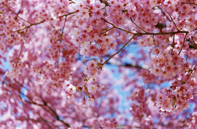 Test Pressing, Just Because, Dr Rob, Mika Ninagawa, Sakura, Hanami, Cherry Blossom, Tokyo, Japan, Photography, Art